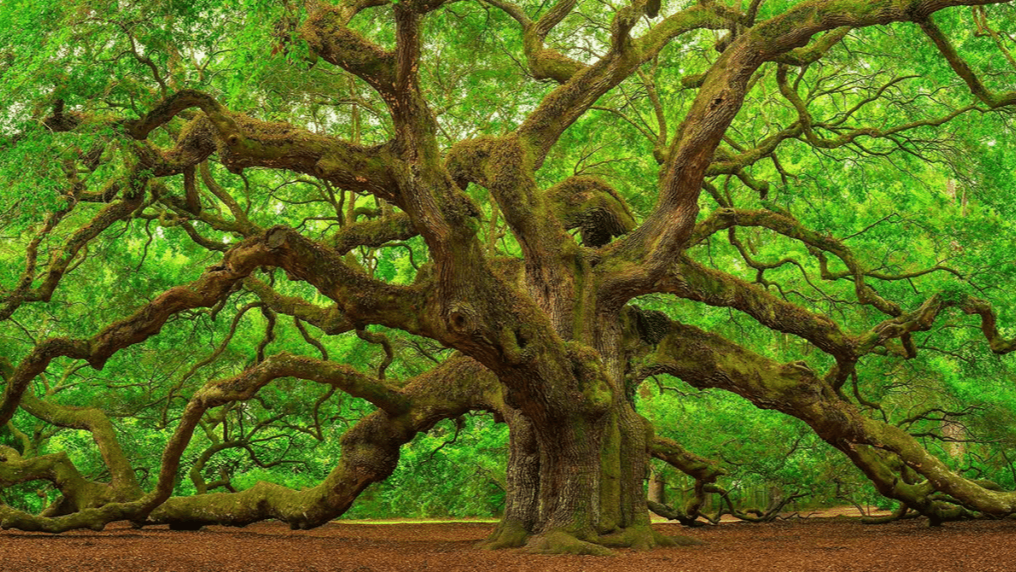 Thermally Modified OAK . right choise ? Thermally Modified OAK . right choise ?
